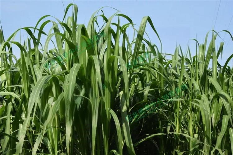 以草代木、天然抗菌、可自然降解，新鄉(xiāng)化纖開創(chuàng)新的“傳奇”——菌草纖維 